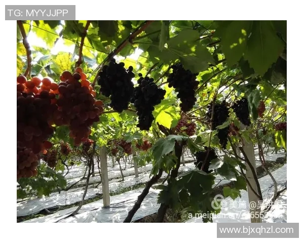 足球明星吉林媳妇的美丽瞬间全景展示与生活点滴分享 足球明星吉林媳妇的美丽瞬间全景展示与生活点滴分享